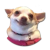 Stupud dog 11