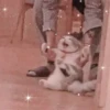 Cute cats 22