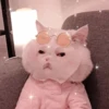 Cute cats 23
