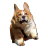 Stupud dog 12