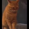 Cute cats 24