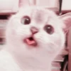Cute cats 25