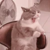 Cute cats 26