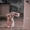 Cute cats 28