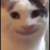 Cute cats 29