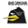 BlackbirdMerl 30