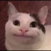 Cute cats 30