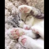 Meow pack 5