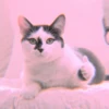 meow? are ywou owkay? 5