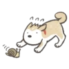 Shiba-Puppy 6