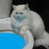 cats cats cats 5