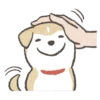 Shiba-Puppy 7
