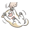 Shiba-Puppy 8