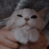 Meow pack 6