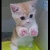 Meow pack 8