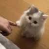 cats cats cats 6