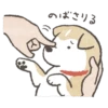 Shiba-Puppy 9