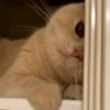 cats cats cats 7