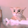 meow? are ywou owkay? 6