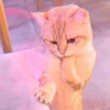 meow? are ywou owkay? 7
