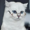 Meow pack 10