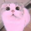 meow? are ywou owkay? 8