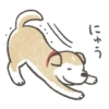 Shiba-Puppy 10