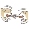 Shiba-Puppy 12