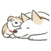 Shiba-Puppy 14