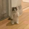 cats cats cats 9