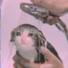 meow? are ywou owkay? 9