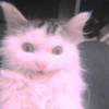 meow? are ywou owkay? 10