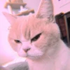 meow? are ywou owkay? 11