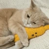 cats cats cats 11