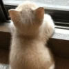 cats cats cats 12