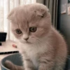 cats cats cats 14
