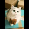 Meow pack 14