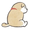 Shiba-Puppy 15