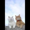 Meow pack 15