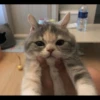 Meow pack 16
