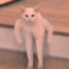 meow? are ywou owkay? 12