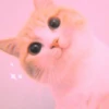 meow? are ywou owkay? 14
