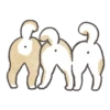 Shiba-Puppy 17