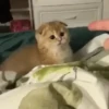 cats cats cats 17