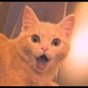 meow? are ywou owkay? 16