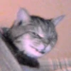 meow? are ywou owkay? 17