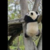 panda 5