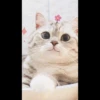 Meow pack 18
