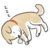 Shiba-Puppy 20