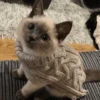 cats cats cats 21